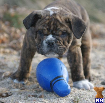 Dogs - Old English Bulldog